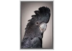 Black Cockatoo | Canvas Wall Art Print