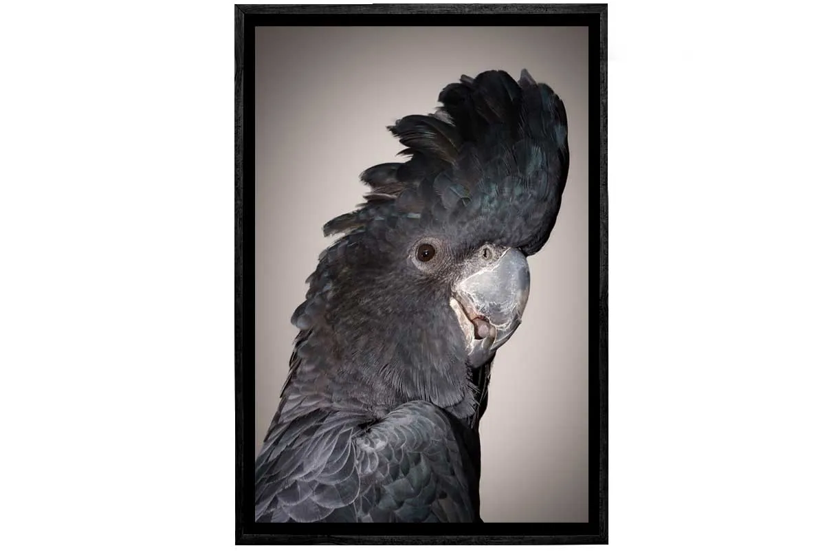 Black Cockatoo | Canvas Wall Art Print