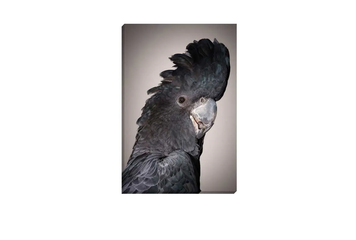 Black Cockatoo | Canvas Wall Art Print