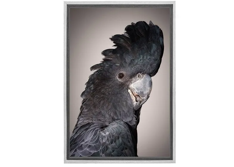 Black Cockatoo | Canvas Wall Art Print