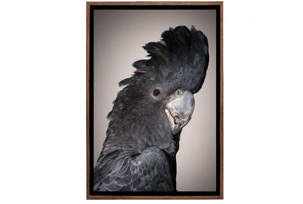 Black Cockatoo | Canvas Wall Art Print