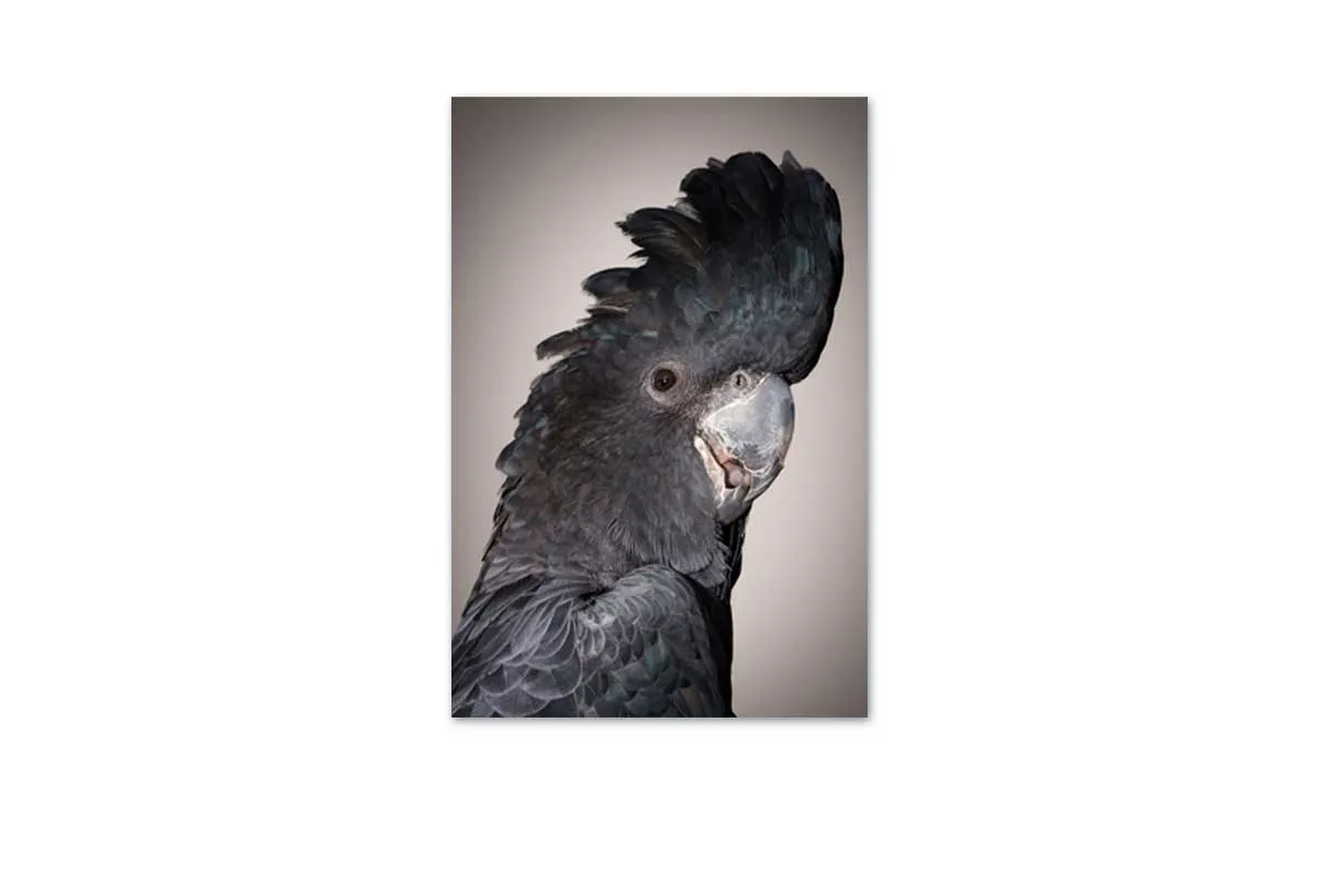 Black Cockatoo | Canvas Wall Art Print