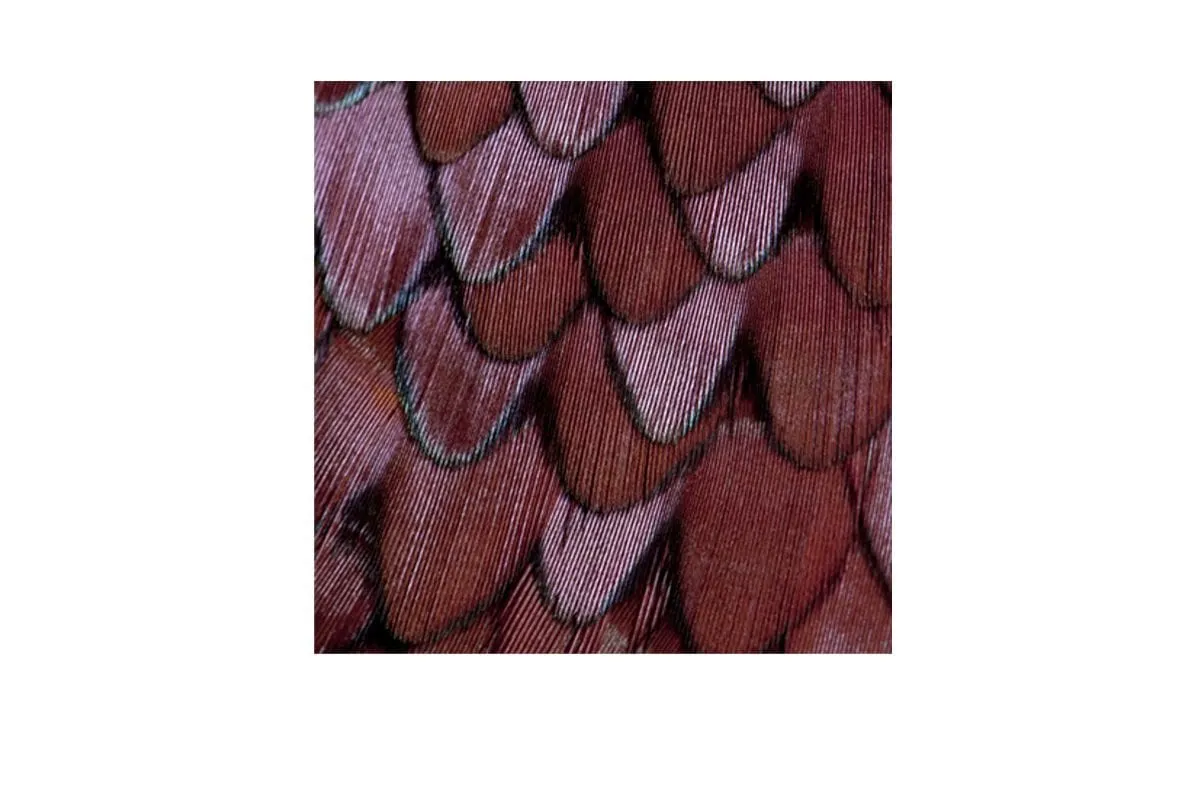 Maroon Feathers | Canvas Art Print